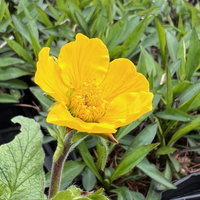 Geum montanum SDR5495 